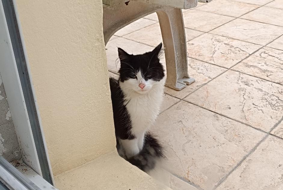 Fundmeldung Katze Unbekannt Plouguerneau Frankreich Fundmeldung Katze Unbekannt Plouguerneau Frankreich