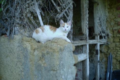 Alerta de Desaparición Gato Macho , 9 años Marciac Francia Alerta de Desaparición Gato Macho , 9 años Marciac Francia