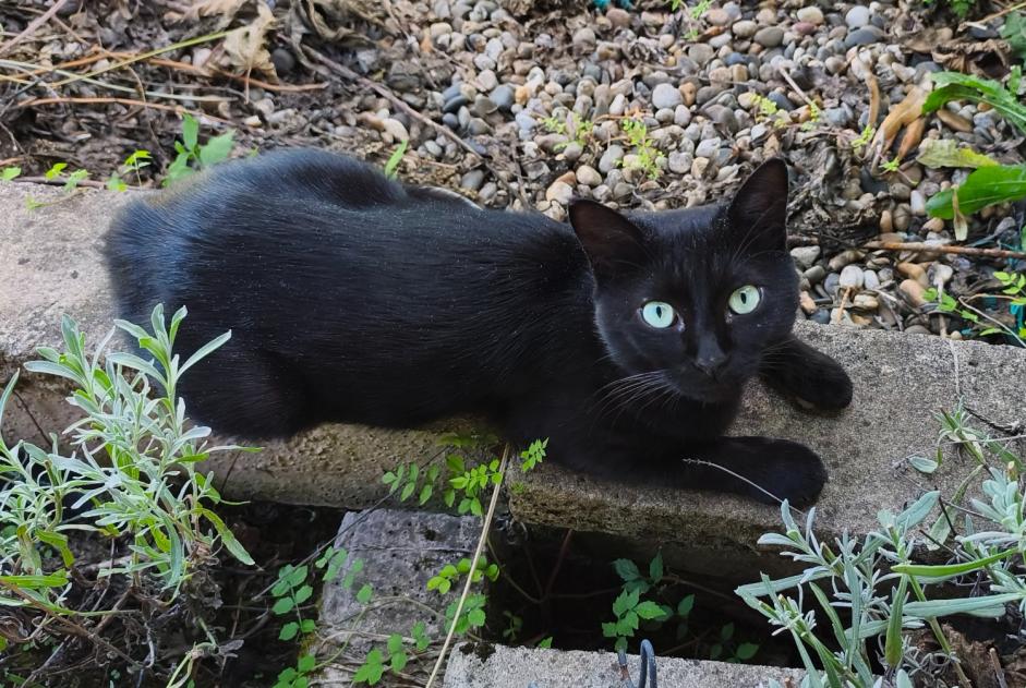 Alerta de Hallazgo Gato Desconocido La Sauvetat-de-Savères Francia