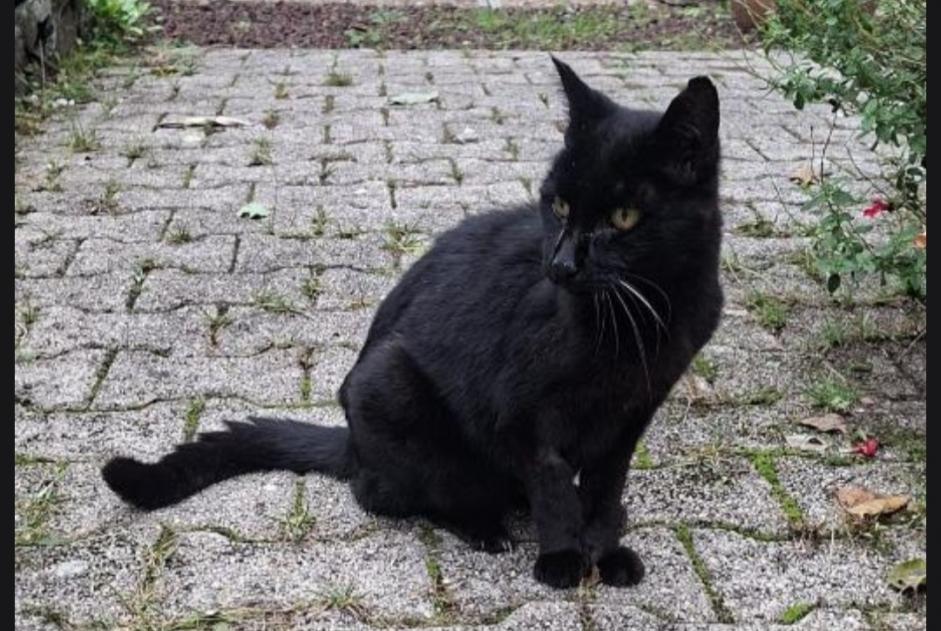 Alerta de Hallazgo Gato  Desconocido Pau Francia