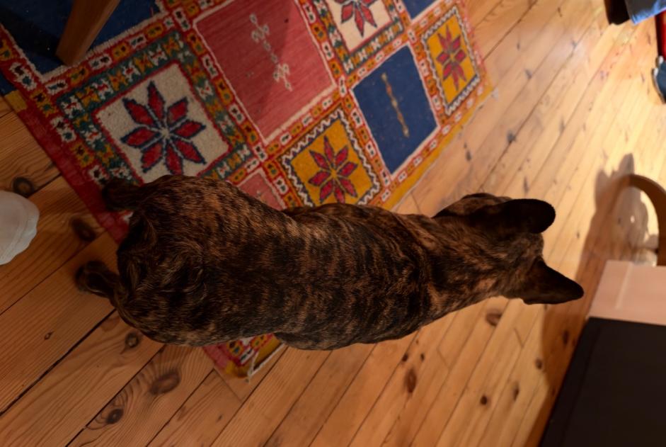 Alerta de Hallazgo Perro Macho Pau Francia Alerta de Hallazgo Perro Macho Pau Francia