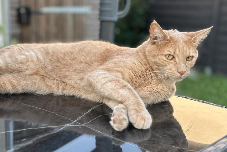 Alerte Disparition Chat croisement Mâle , 3 ans Saint-Baldoph France