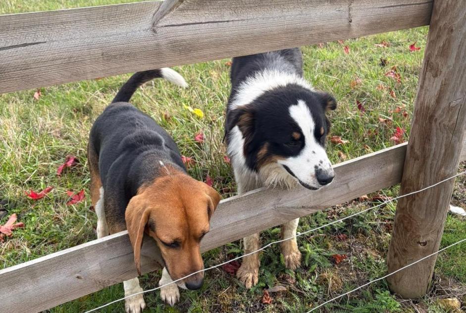 Alerte Découverte Chien Inconnu Neuvy-au-Houlme France Alerte Découverte Chien Inconnu Neuvy-au-Houlme France