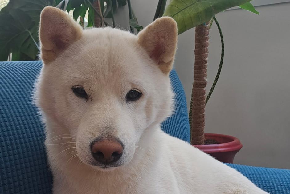 Avviso scomparsa Cane  Maschio , 3 anni Nîmes Francia