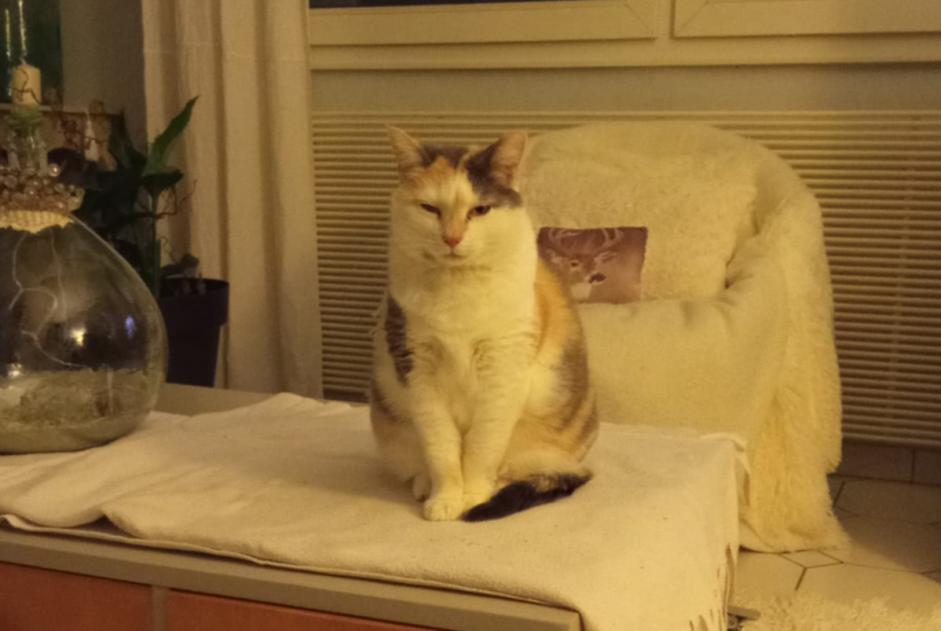 Alerta desaparecimento Gato cruzamento Fêmea , 8 anos Fargues-sur-Ourbise France